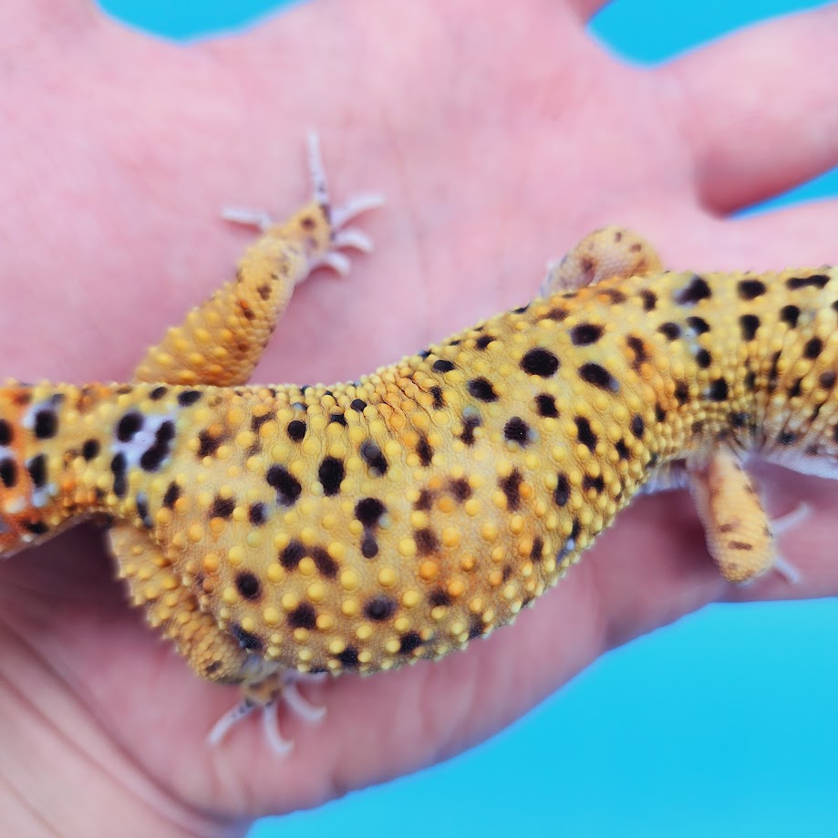 Male Mandarin Turcmenicus Rainbow Possible "Pixel" Leopard Gecko