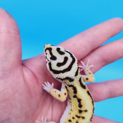 Male Hyper Xanthic Bold Stripe Bandit Leopard Gecko (smiley face)