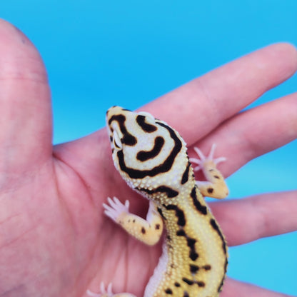Male Hyper Xanthic Bold Stripe Bandit Leopard Gecko (smiley face)