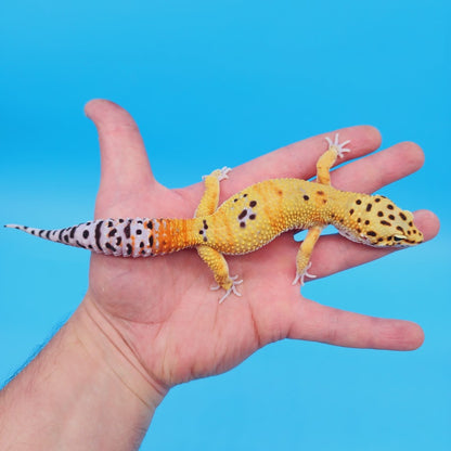 Male Mandarin Clown Bold Leopard Gecko