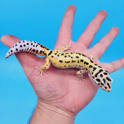 Male Hyper Xanthic Bold Spot White & Yellow Leopard Gecko