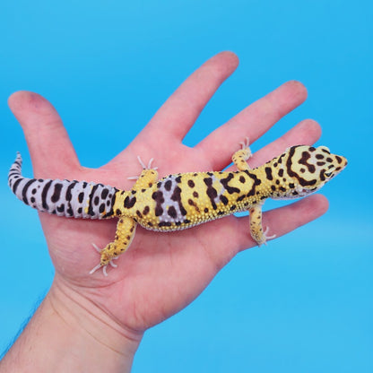 Male Hyper Xanthic Bold Turcmenicus Possible White & Yellow Leopard Gecko (smiley face)