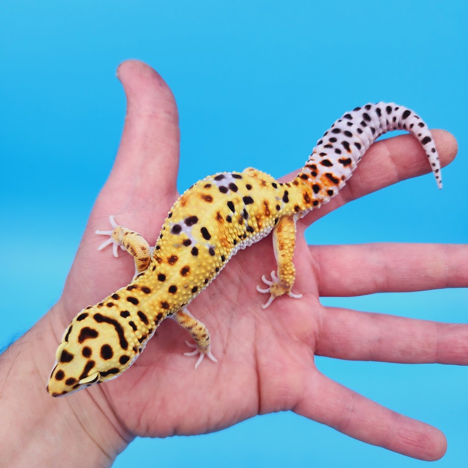 Male Mandarin Inferno Bold Rainbow Possible White & Yellow Leopard Gecko