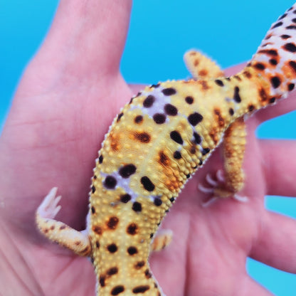 Male Mandarin Inferno Bold Rainbow Possible White & Yellow Leopard Gecko