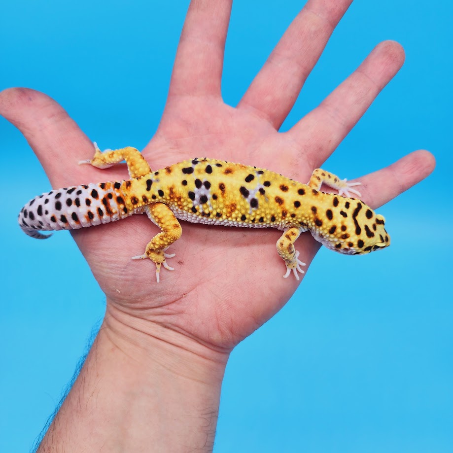 Male Mandarin Inferno Bold Rainbow Possible White & Yellow Leopard Gecko