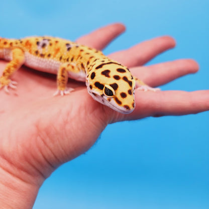 Male Mandarin Inferno Bold Rainbow Possible White & Yellow Leopard Gecko