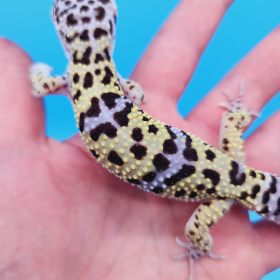 Male Pure Turcmenicus Leopard Gecko