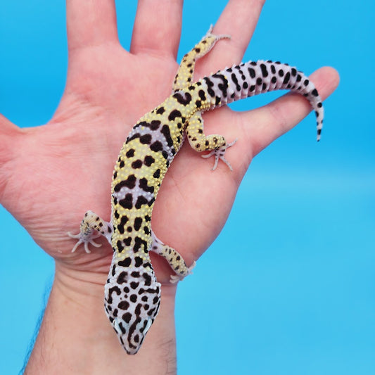 Male Pure Turcmenicus Leopard Gecko