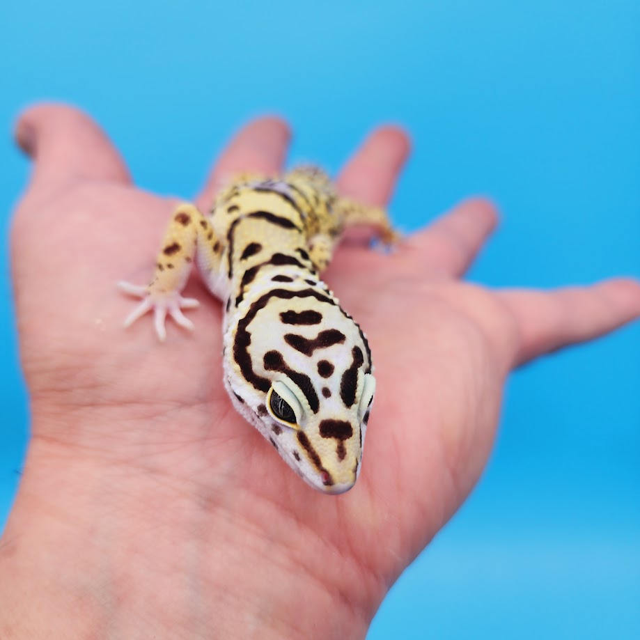 Male Hyper Xanthic Afghan Bold Bandit White & Yellow Leopard Gecko