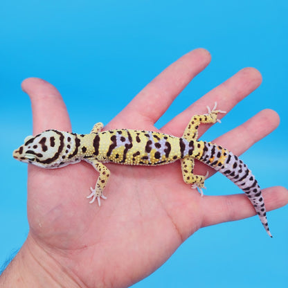 Male Hyper Xanthic Afghan Bold Bandit White & Yellow Leopard Gecko