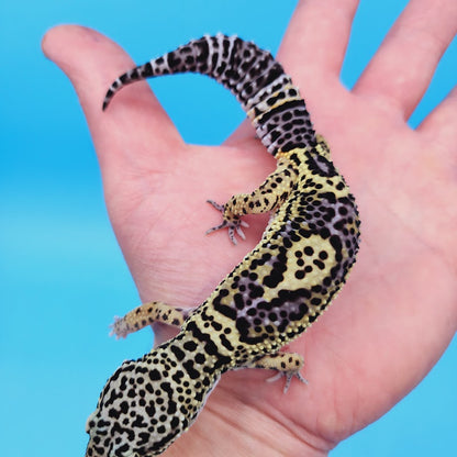 Female Black Night (50%) Afghanicus (25%) Turcmensicus (25%) Leopard Gecko