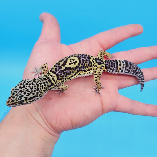 Female Black Night (50%) Afghanicus (25%) Turcmensicus (25%) Leopard Gecko