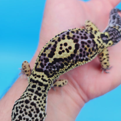 Female Black Night (50%) Afghanicus (25%) Turcmensicus (25%) Leopard Gecko