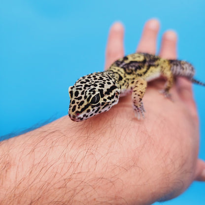 Female Black Night (50%) Afghanicus (25%) Turcmensicus (25%) Leopard Gecko