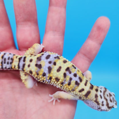 Male Hyper Xanthic Bold Turcmenicus White & Yellow Leopard Gecko (tiny tail kink at very tip)