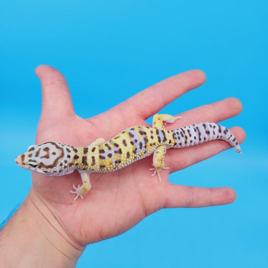 Male Hyper Xanthic Bold Turcmenicus White & Yellow Leopard Gecko (tiny tail kink at very tip)