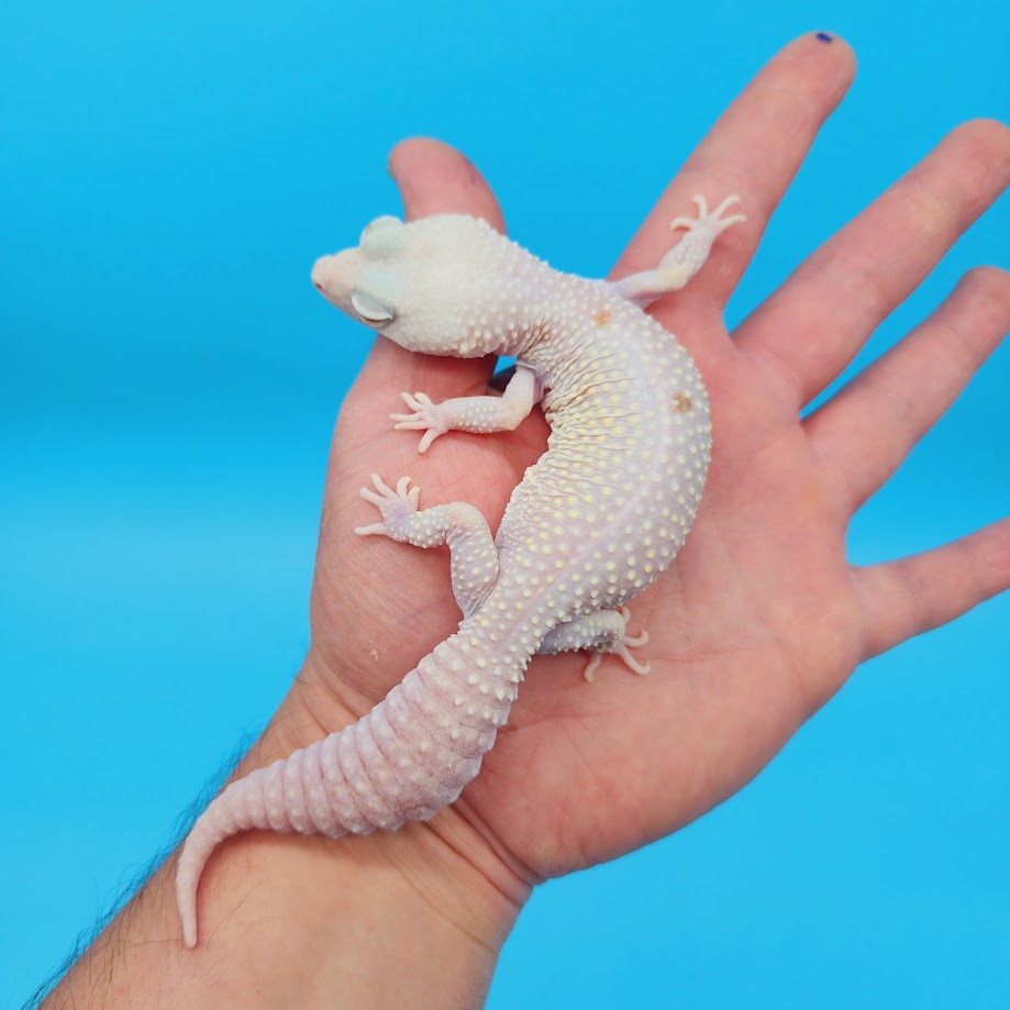 Female Diablo Blanco Leopard Gecko (retired breeder)