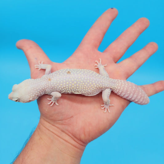 Female Diablo Blanco Leopard Gecko (retired breeder)
