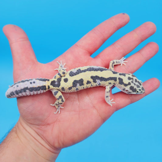 Female Bold Stripe Bandit Leopard Gecko (Norman Davis Legacy Line) in shed