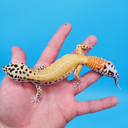 Female Super Hypo Clown Blood Emerine Leopard Gecko (Norman Davis Legacy Line)
