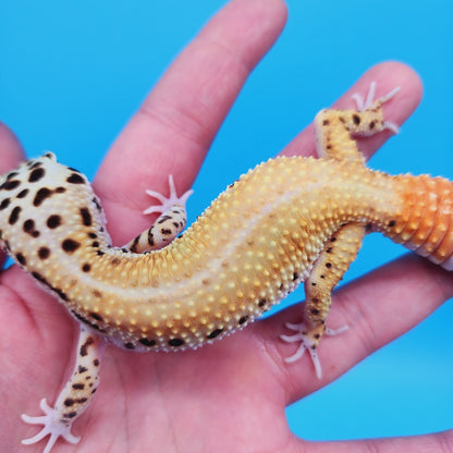 Female Super Hypo Clown Blood Emerine Leopard Gecko (Norman Davis Legacy Line)