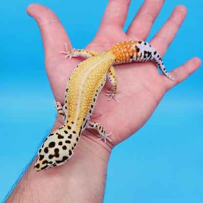 Female Super Hypo Clown Blood Emerine Leopard Gecko (Norman Davis Legacy Line)