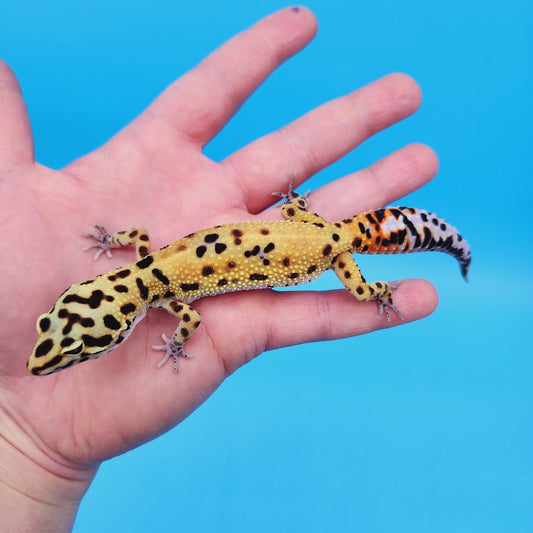 Female Bold Blood Bandit Leopard Gecko (Norman Davis Legacy Line) Pet