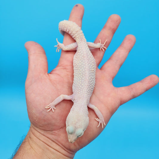 Female Diablo Blanco Leopard Gecko (retired breeder)