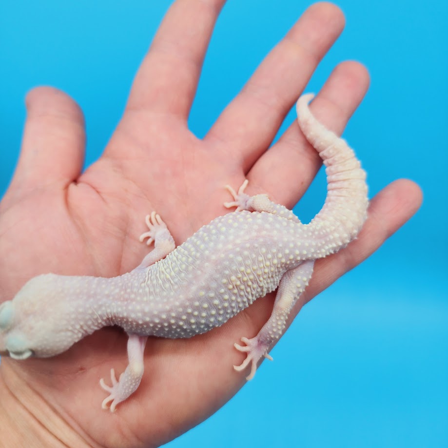 Female Diablo Blanco Leopard Gecko (retired breeder)