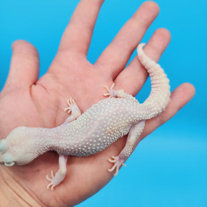Female Diablo Blanco Leopard Gecko (retired breeder)
