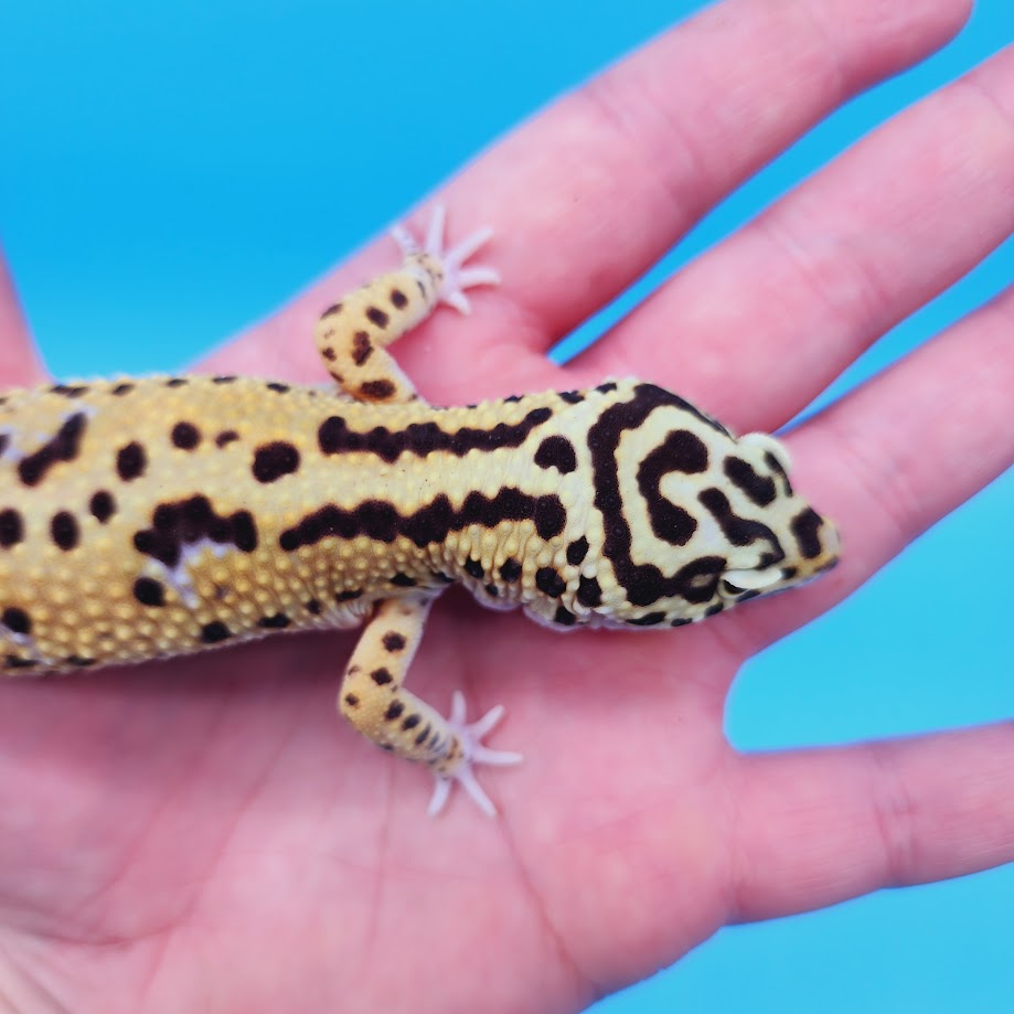 Male Bold Halloween Mask Bandit Leopard Gecko (Norman Davis Legacy Line)