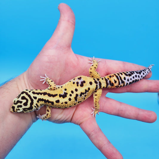 Male Bold Halloween Mask Bandit Leopard Gecko (Norman Davis Legacy Line)