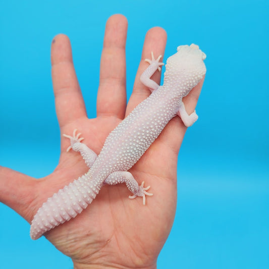 Female Diablo Blanco Leopard Gecko (Norman Davis Legacy Line) Pet