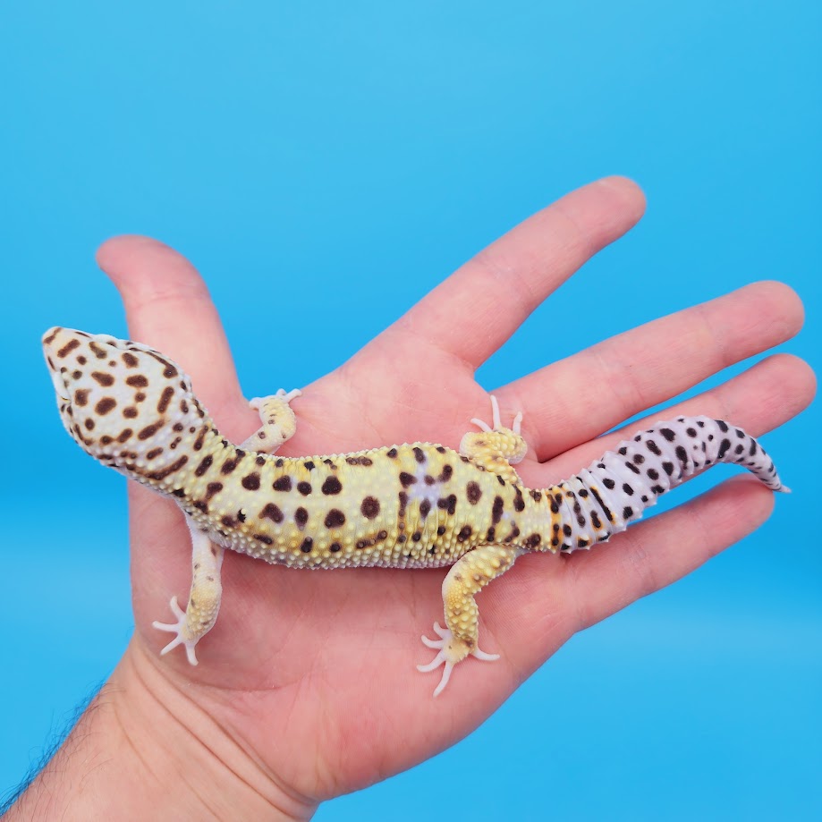 Male Hyper Xanthic Bold White & Yellow Leopard Gecko