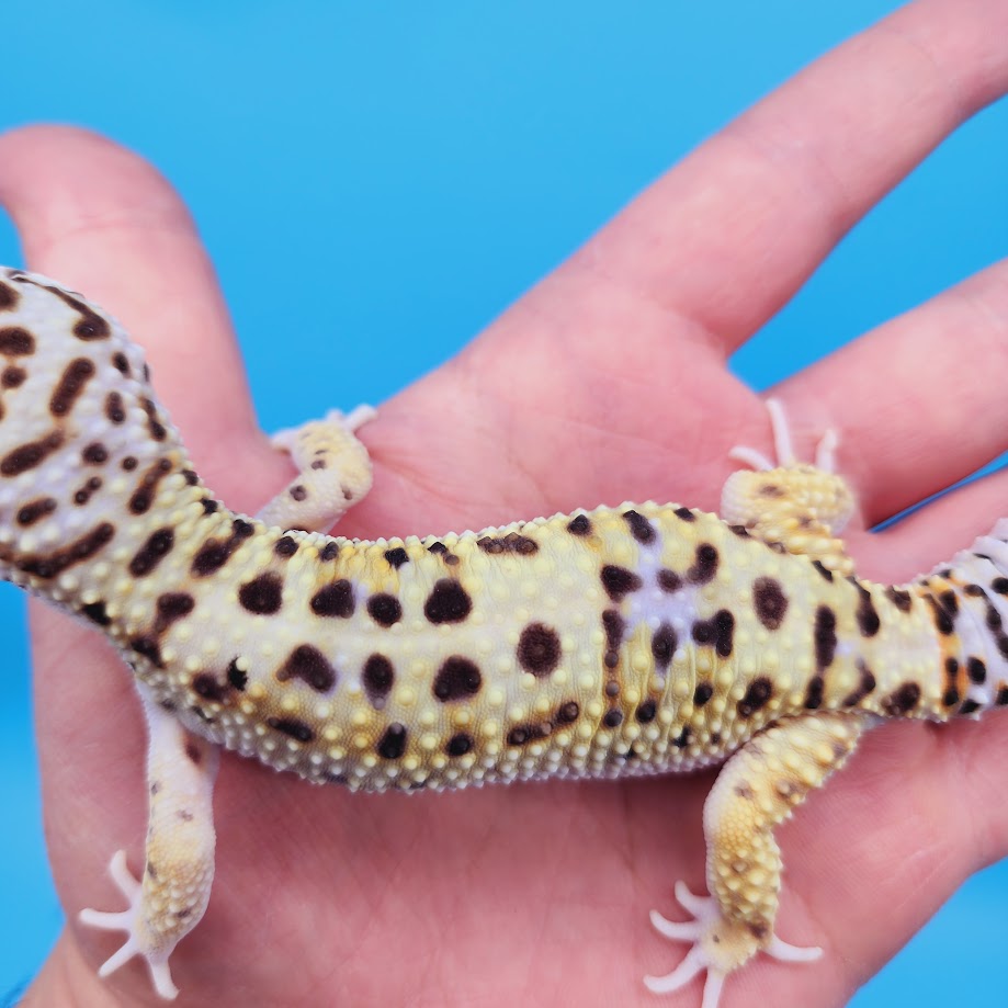 Male Hyper Xanthic Bold White & Yellow Leopard Gecko