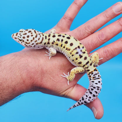 Male Hyper Xanthic Bold White & Yellow Leopard Gecko
