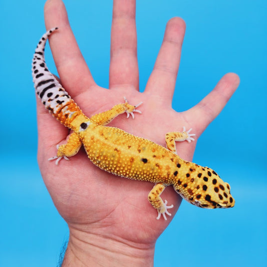Male Inferno Bold Emerine possible White & Yellow Leopard Gecko