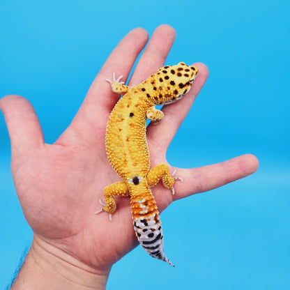 Male Inferno Bold Emerine possible White & Yellow Leopard Gecko