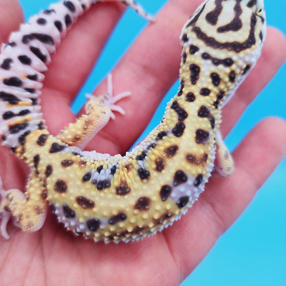 Male Mandarin Inferno Turcmenicus Rainbow Leopard Gecko