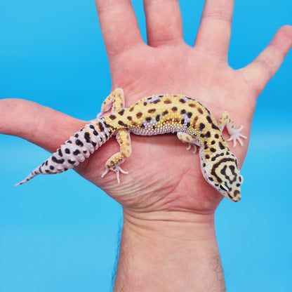 Male Mandarin Inferno Turcmenicus Rainbow Leopard Gecko