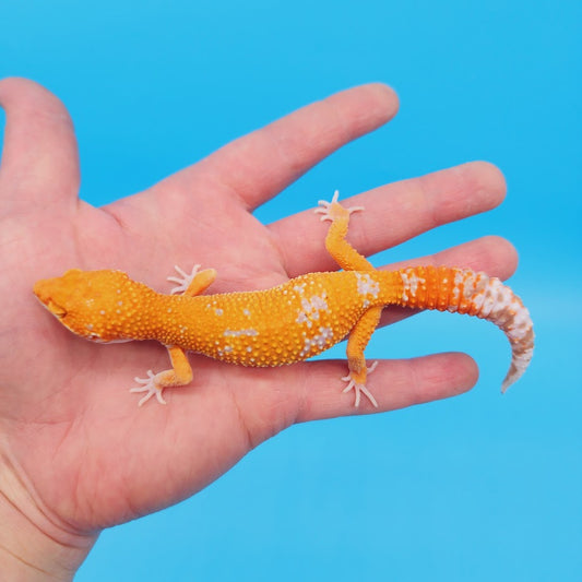 Female Mandarin Inferno Tangerine Tremper Albino White Spot Leopard Gecko