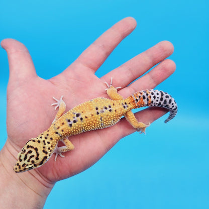 Male Mandarin Emerine Afghanicus Turcmenicus Leopard Gecko