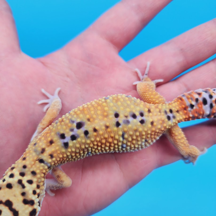 Male Mandarin Emerine Afghanicus Turcmenicus Leopard Gecko