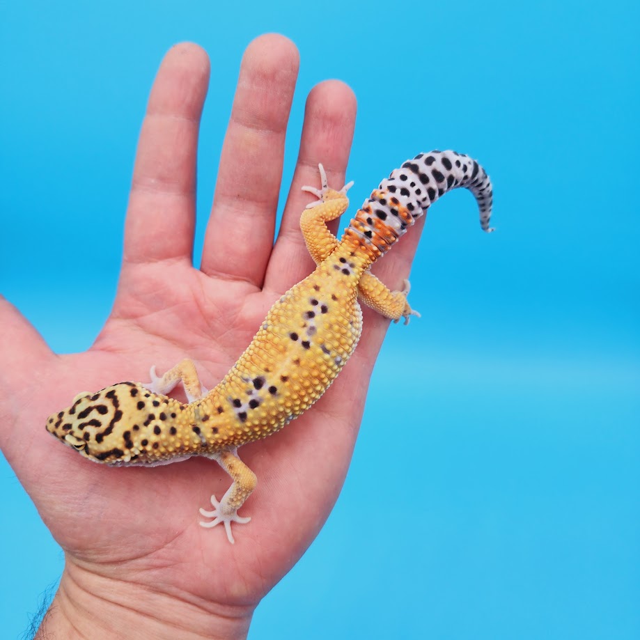 Male Mandarin Emerine Afghanicus Turcmenicus Leopard Gecko