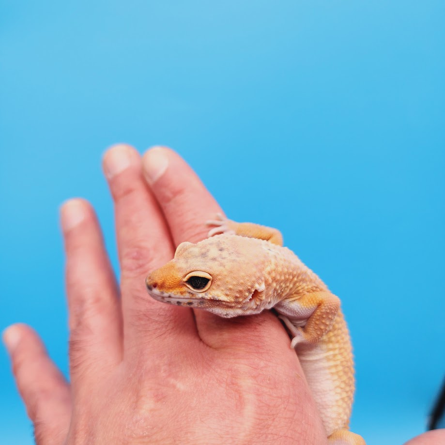 Male Mandarin Turcmenicus Super Hypo Leopard Gecko (in shed)