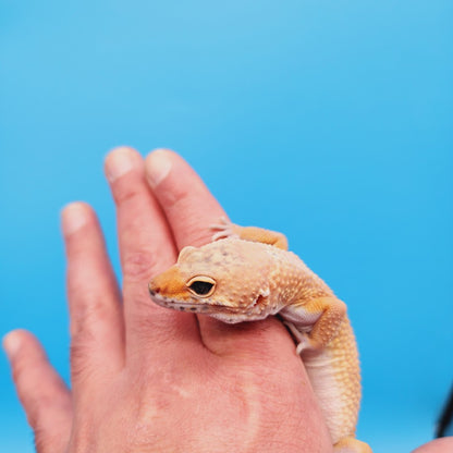 Male Mandarin Turcmenicus Super Hypo Leopard Gecko (in shed)