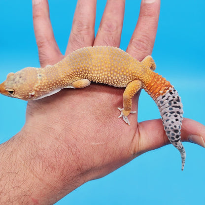 Male Mandarin Turcmenicus Super Hypo Leopard Gecko (in shed)