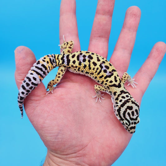 Male Hyper Xanthic Afghanicus Bold Bandit Leopard Gecko