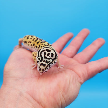 Male Hyper Xanthic Afghanicus Bold Bandit Leopard Gecko