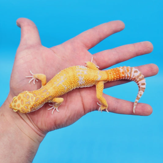 Male Mandarin Inferno Tangerine Tremper Albino Leopard Gecko